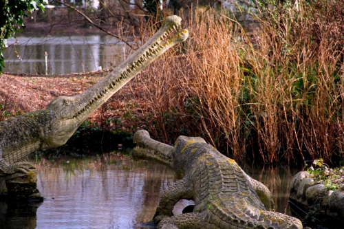 Two Crocs