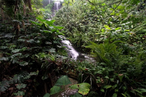 Jungle & Waterfall