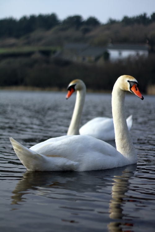 Double Swans